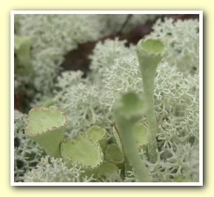 Image:lichen.jpg